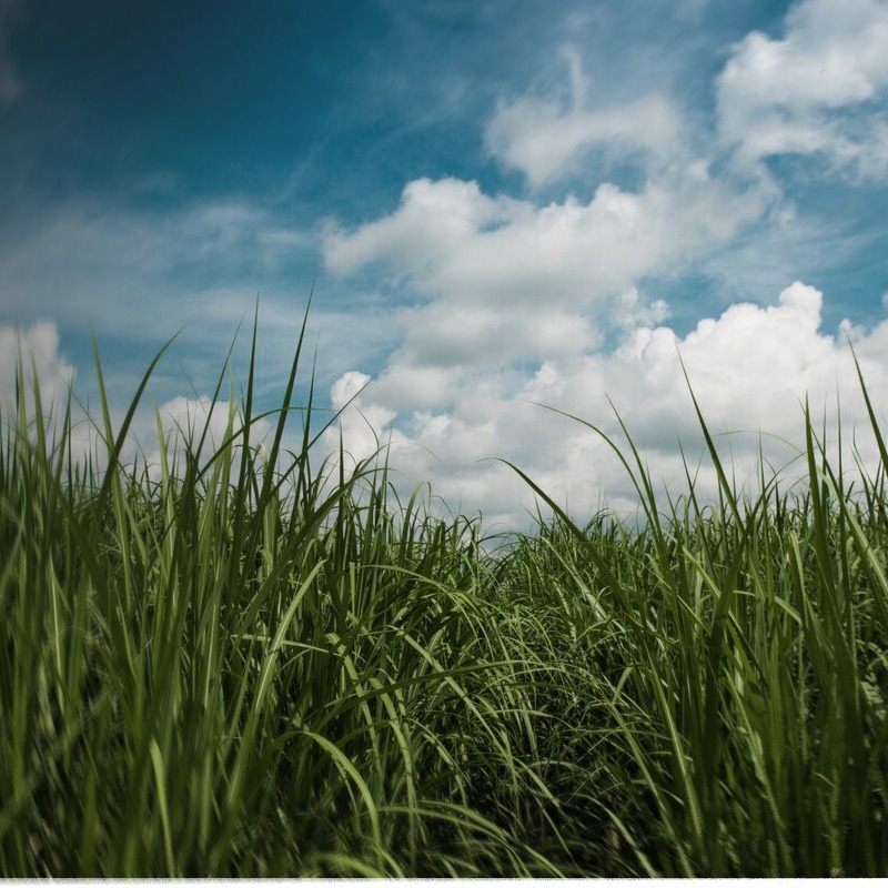 landscape of blue sky and green grass