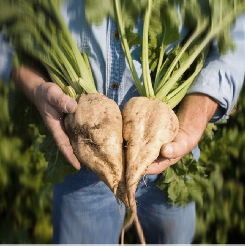 close up of man holding two sugar beets