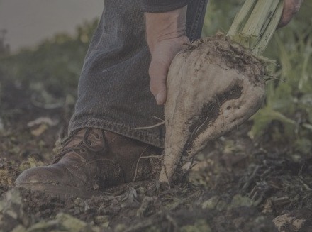 close up of farmer pulling sugar beet out of the ground