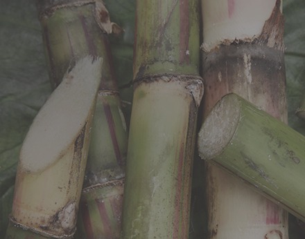 close up of cut sugar cane